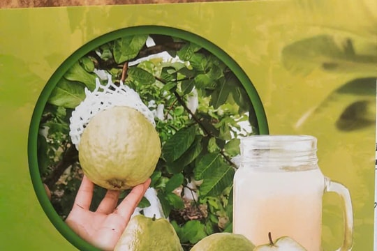 Ổi lê Di Trạch: Khẳng định thương hiệu nông sản OCOP của Thủ đô