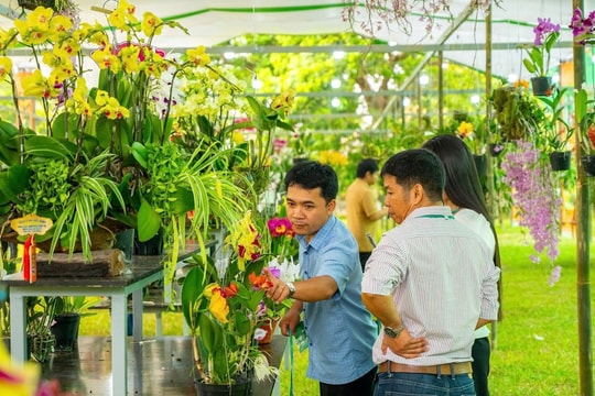 Nghệ thuật phong lan, cây kiểng và đá cảnh hài hòa cùng cảnh quan di sản Đại nội Huế