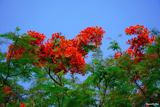 Hà Nội sắc màu trong mùa hoa tháng 5