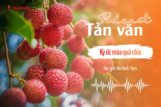 [Podcast] Tản văn: Ký ức mùa quả chín