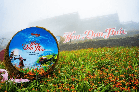 Choáng ngợp thảm hoa dơn thóc trên đỉnh Fansipan