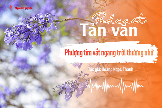 [Podcast] Tản văn: Phượng tím vắt ngang trời thương nhớ