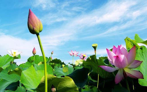 Mùa sen giữa lòng Hà Nội