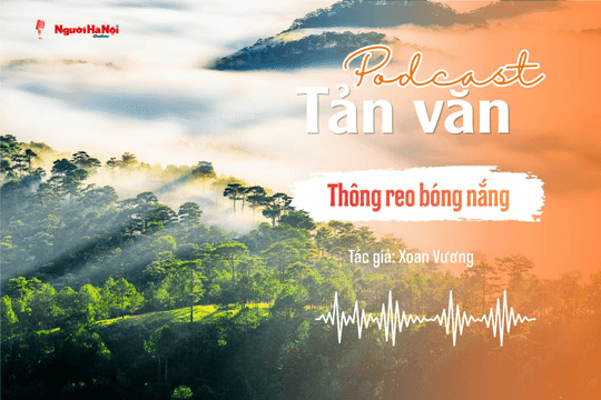 [Podcast] Tản văn: Thông reo bóng nắng
