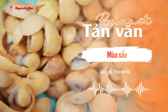 [Podcast] Tản văn: Mùa sấu