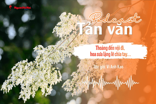 [Podcast] Tản văn: Thoáng đến vội đi, hoa sưa lặng lẽ chia tay