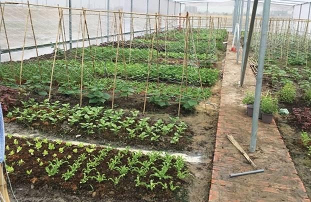 eGarden - Công nghệ “trồng rau sạch” thời @