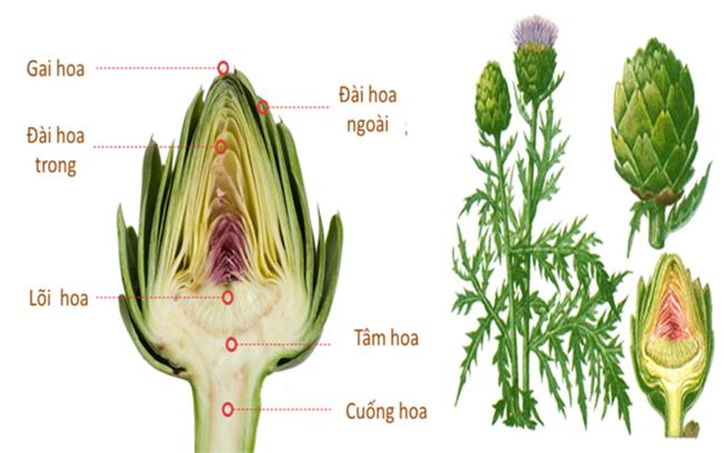 Atisô - loài thảo dược diệu kỳ cho sức khoẻ và sự trẻ hóa