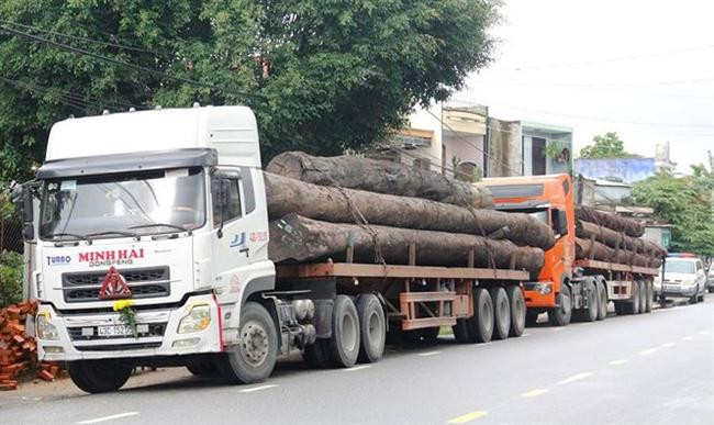 Bắt 4 xe container vận chuyển hàng chục cây "khủng'' không rõ nguồn gốc