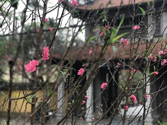 Hà Nội: Hoa đào nở rực rỡ trên đường Lạc Long Quân