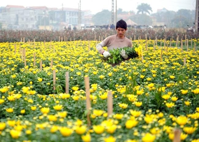 Hà Nội chuyển đổi canh tác hiệu quả hơn 34.715ha