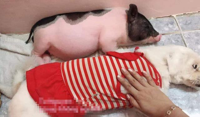 'Boss' lợn Trung Quốc 1,5 triệu/kg: Cô 'sen' Hà thành xịt nước hoa, dắt dạo phố