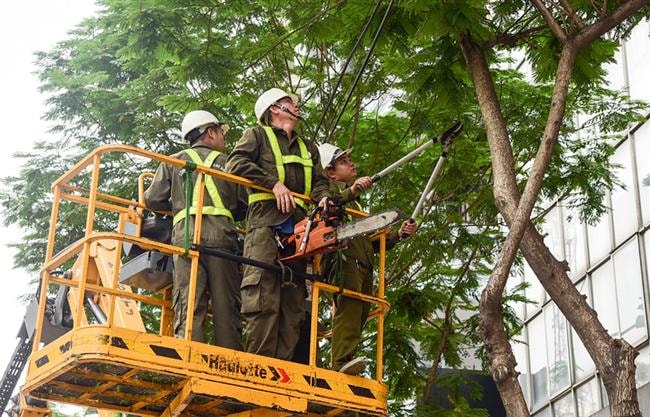 Giảm nỗi lo cây xanh gãy, đổ trong mùa mưa bão