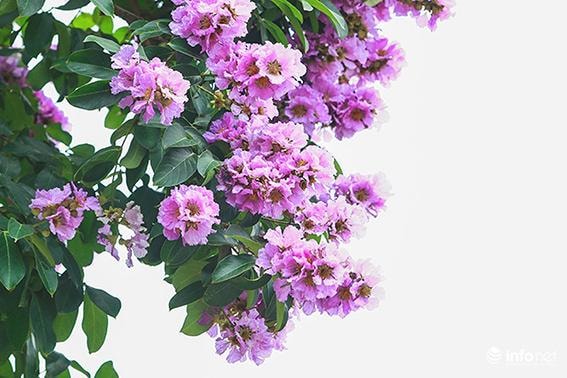 Thương nhớ bằng lăng