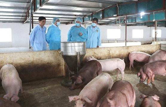 Hà Nội đẩy mạnh phòng, chống bệnh Dịch tả lợn châu Phi