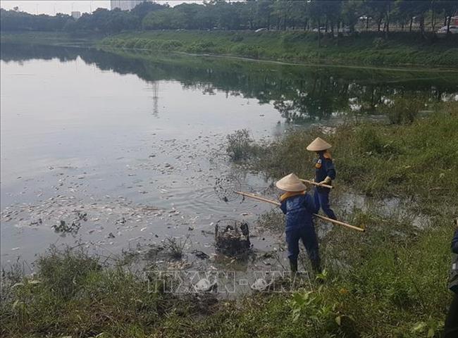 Cá chết tại hò Yên Sở, Hà Nội