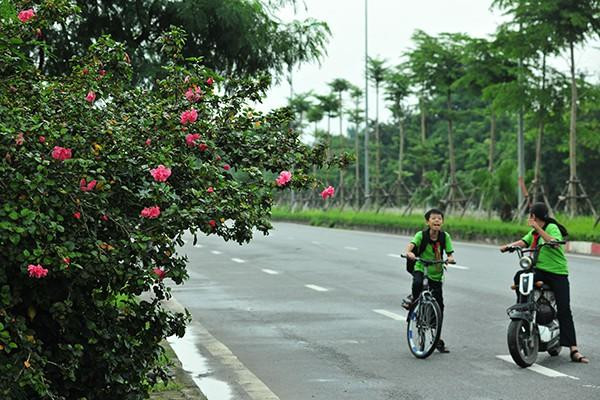 Hà Nội: Độc đáo con đường được phủ màu hồng bởi hoa dâm bụt