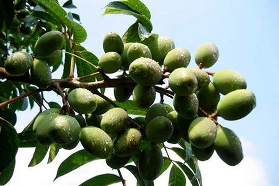 Trám bùi để rụng