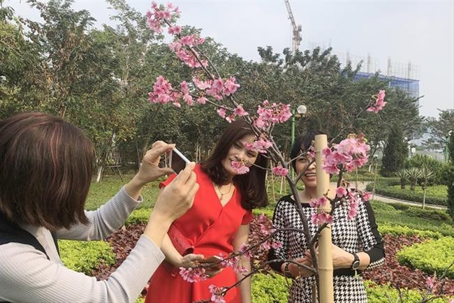 Có một công viên hoa anh đào ở Hà Nội