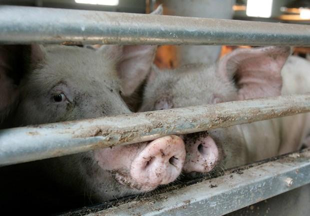 Trung Quốc cấm nhập lợn Hàn Quốc do lo ngại bệnh tả lợn châu Phi