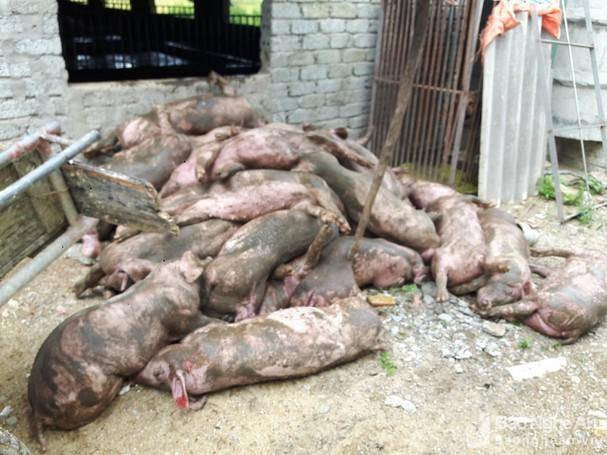 2 tháng, dịch tả lợn châu Phi 'xóa sổ' thêm 6 trang trại lợn quy mô lớn ở Quỳnh Lưu