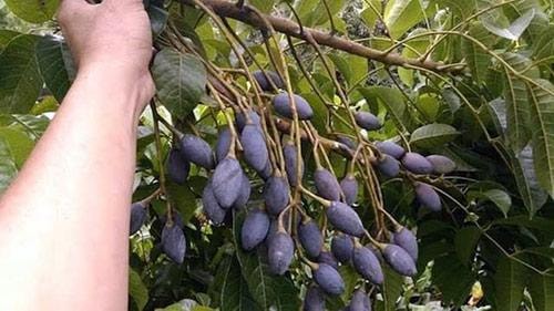 Trám đen Thanh Chương, từ mọc tự nhiên lên đời thành đặc sản