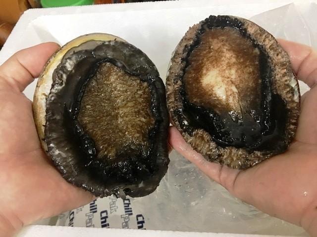 Tranh nhau  "săn"  bào ngư Úc  “siêu to, khổng lồ”  giá nửa chỉ vàng/kg
