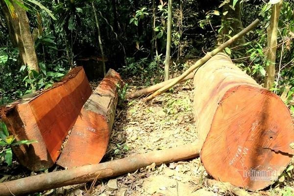 Rừng lim ở Quảng Bình bị phá, khởi tố nguyên trạm trưởng bảo vệ rừng