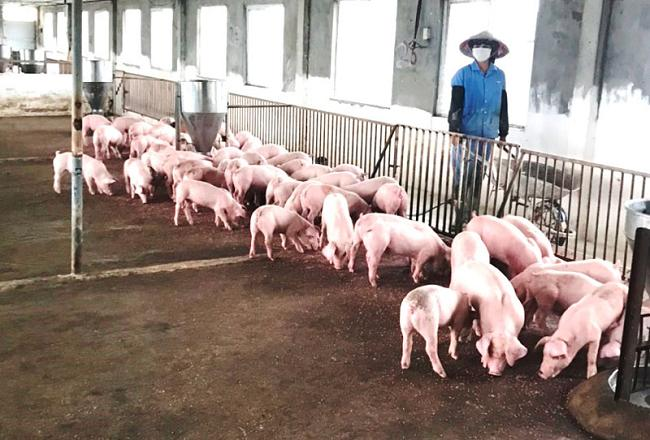 Bắc Ninh - Tái cơ cấu ngành chăn nuôi theo hướng nâng cao giá trị gia tăng