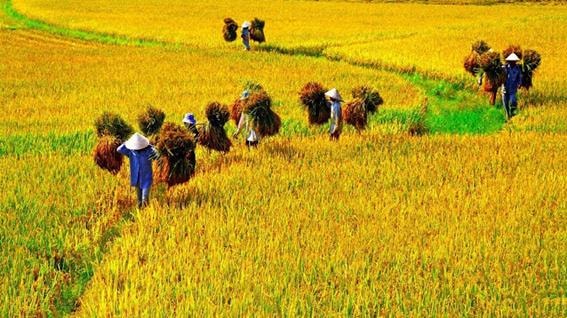 Hạt thóc vàng