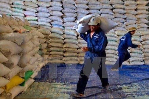 Đã mua và nhập kho 83,5% lượng gạo dự trữ cho năm 2020