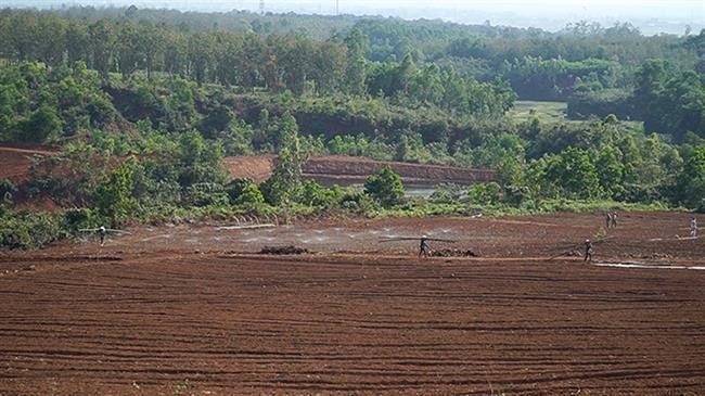 Quảng Trị: Phá rừng, một doanh nghiệp bị phạt gần 200 triệu đồng