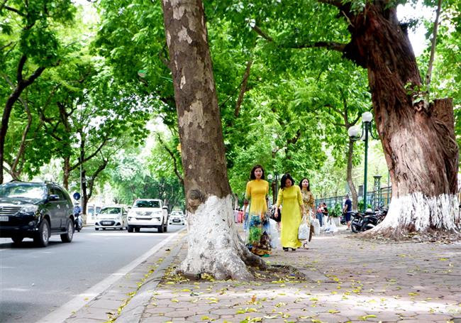 Mùa Thu Hà Nội đẹp lãng mạn với những hàng cây chuyển màu