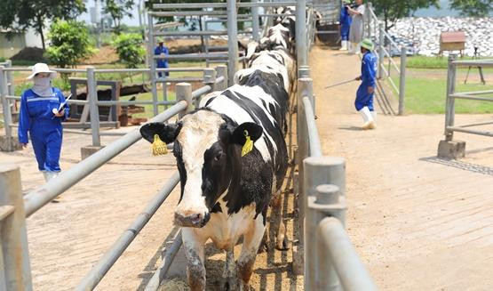 Vững đà tăng trưởng, TH true MILK đón đàn bò sữa nhập khẩu đầu tiên trong năm 2021