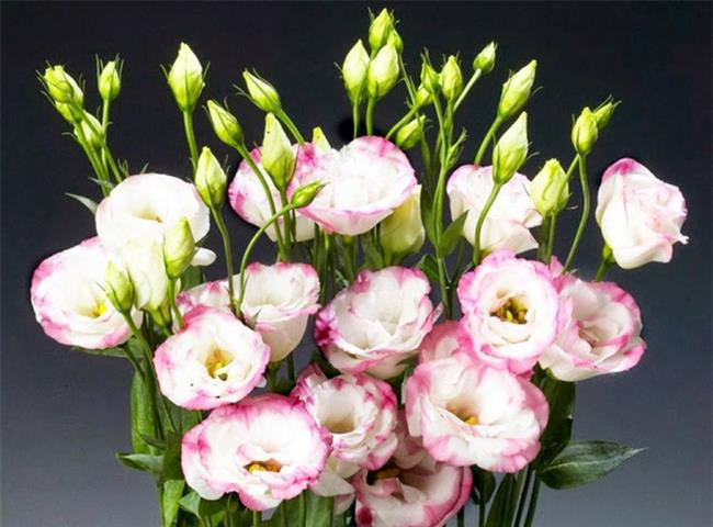 6 loại hoa nên đặt trên bàn thờ ngày Tết để thu hút tài lộc