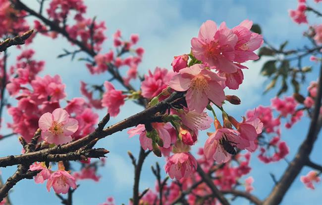 Hoa anh đào Nhật Bản bung nở tại công viên Hòa Bình
