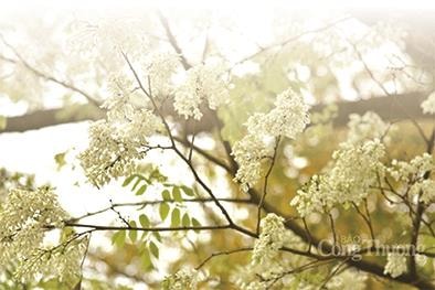 Nguyễn Đăng Minh