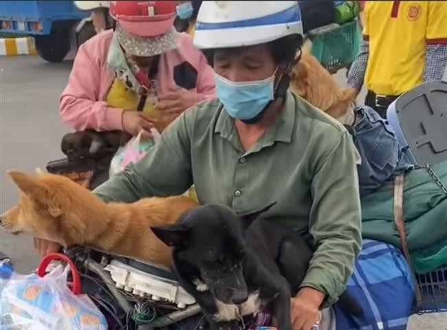 Cà Mau yêu cầu báo cáo việc tiêu hủy 15 con chó mà người dân mang từ Long An về