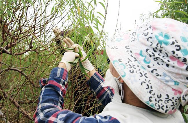 Người dân thủ phủ đào, quất tại Hà Nội tất bật chăm sóc cây vụ Tết Nguyên đán