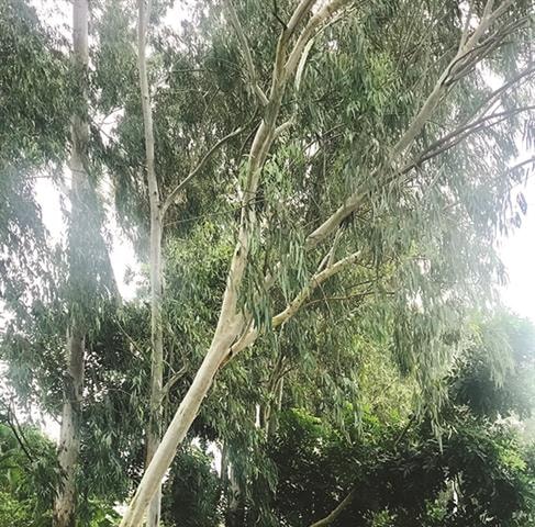 Con đường hương bạch đàn