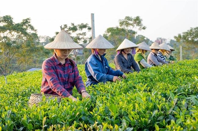Tổng sản phẩm (GRDP) năm 2021 Thái Nguyên ước tính tăng 6,51%; cao hơn bình quân chung cả nước