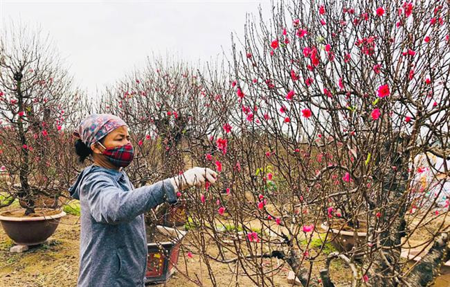 Vân Tảo rực sắc đào xuân...