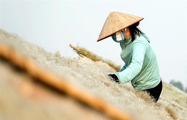 Làng So có nghề làm miến dong