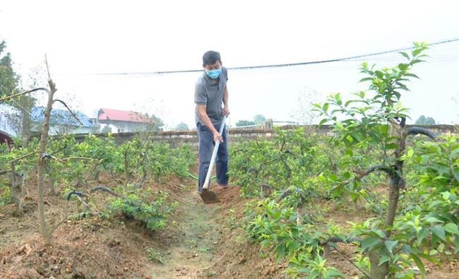 Mai trắng mang xuân về núi Tản