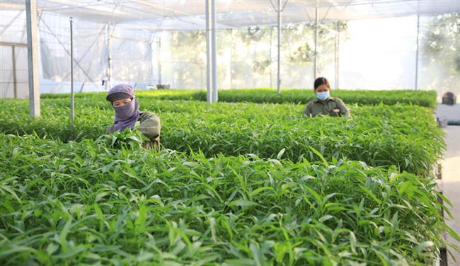 Thanh Trì chú trọng phát triển nông nghiệp công nghệ cao