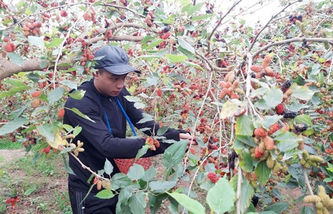 Phấn đấu là huyện nông thôn mới điển hình tiên tiến