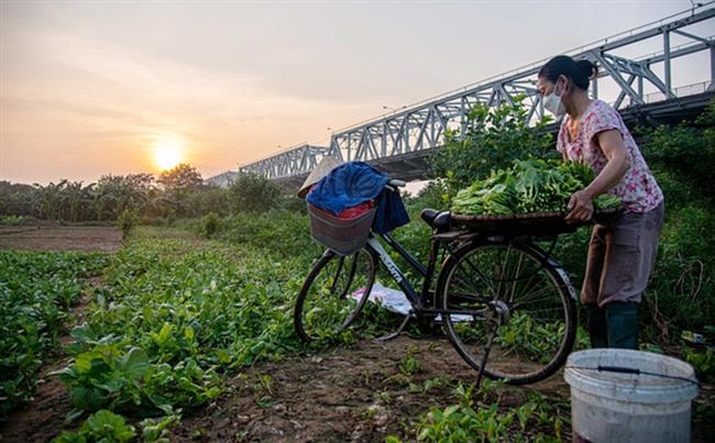 Nhớ bát canh rau muối