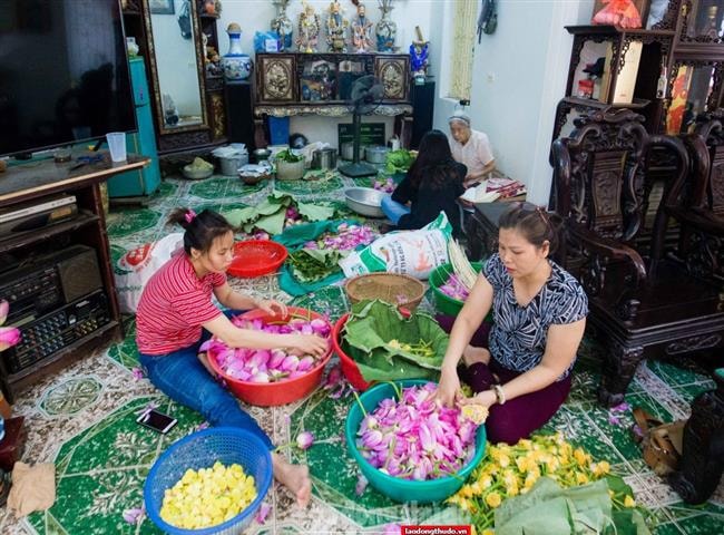 Người dân Tây Hồ bận rộn vào mùa làm trà sen