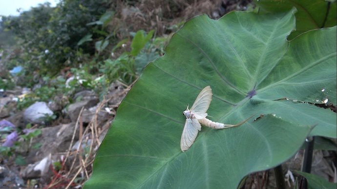 Ra Hà Nội, đãi bạn món canh cá ngạnh “lờ và lờ vờ”