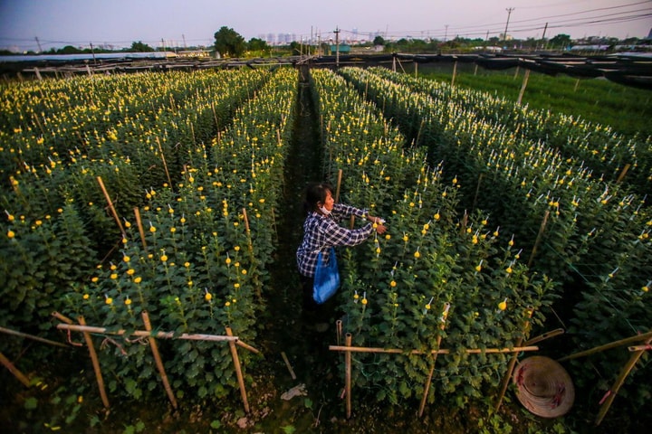 Người Tây Tựu tất bật chuẩn bị hoa phục vụ Tết Nguyên đán 2023